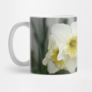 White and Yellow Daffodils, Early Spring Flowers Mug